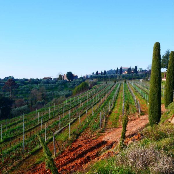 quercia delle streghe wine trek - immagine 2