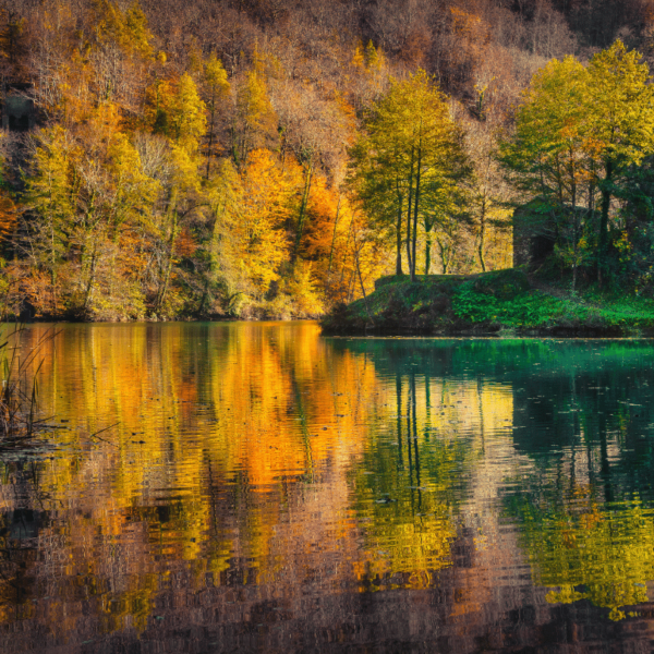 Isola Santa Magic Foliage - immagine 2