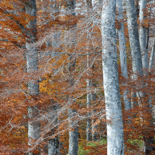 Foliage alla Foresta della Lama - immagine 2