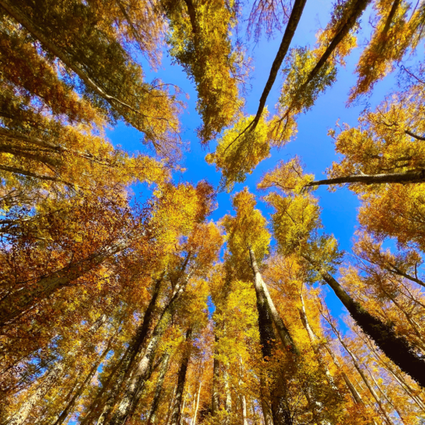 Colori d'Autunno al Bosco delle Fate e La Verna - immagine 3