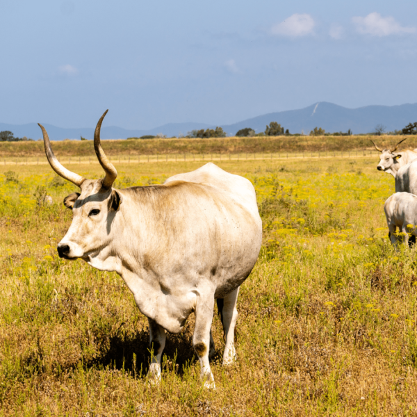 Maremma che relax! - immagine 3