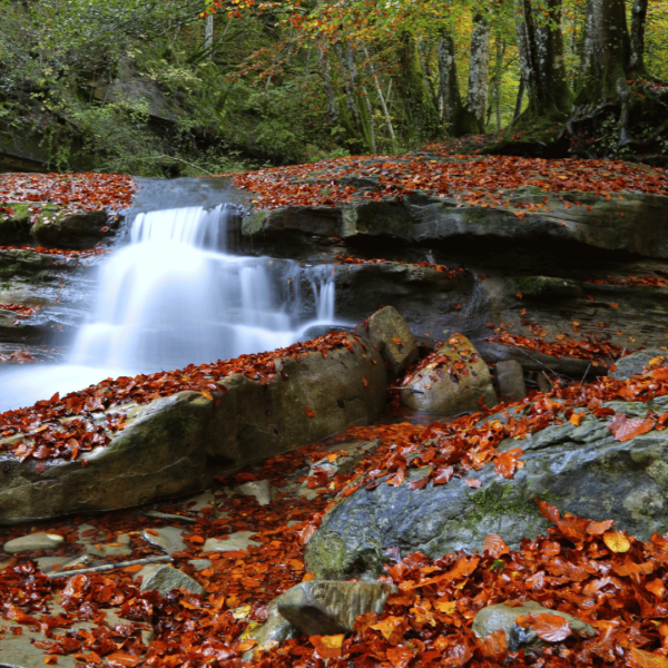 Foliage alla Foresta della Lama - immagine 3