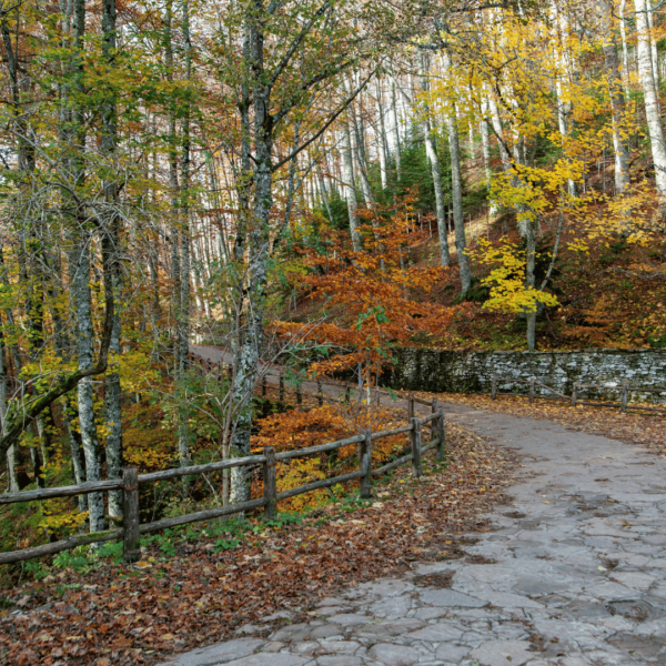 Colori d'Autunno al Bosco delle Fate e La Verna - immagine 4