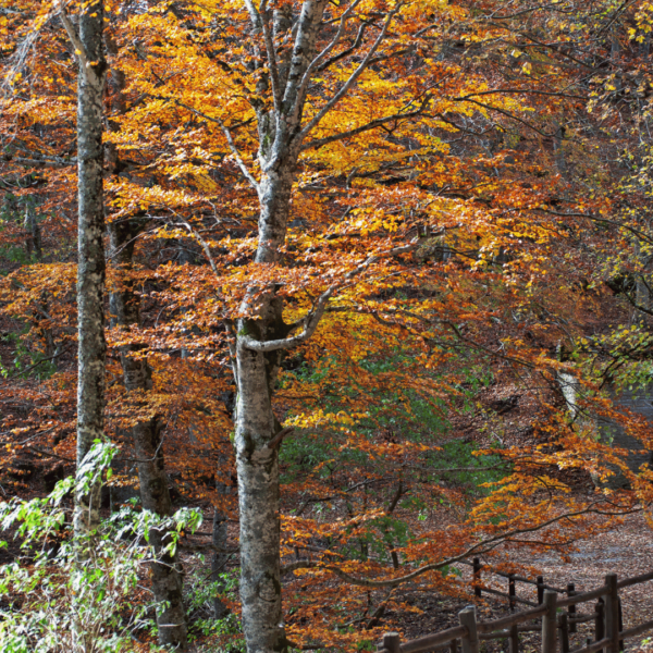 Foliage alla Foresta della Lama - immagine 4