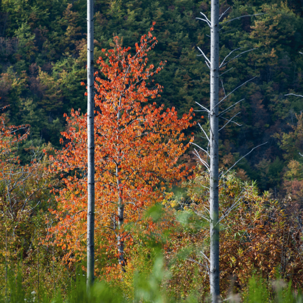 Foliage alla Foresta della Lama - immagine 5