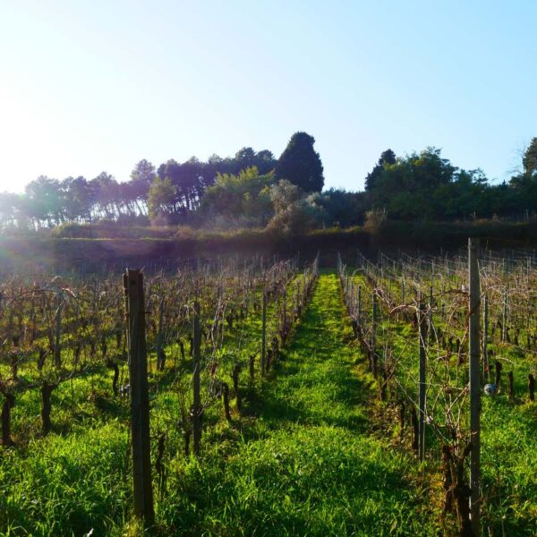 quercia delle streghe wine trek - immagine 4