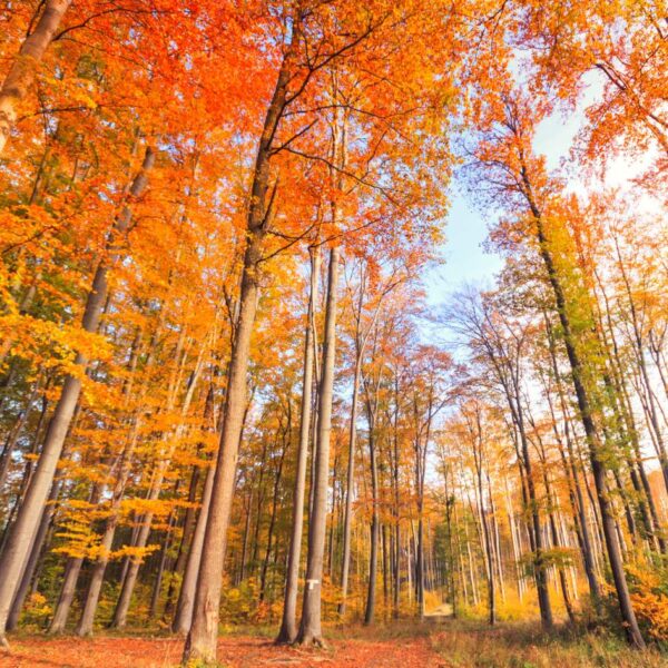 Colori d'Autunno al Bosco delle Fate e La Verna - immagine 2