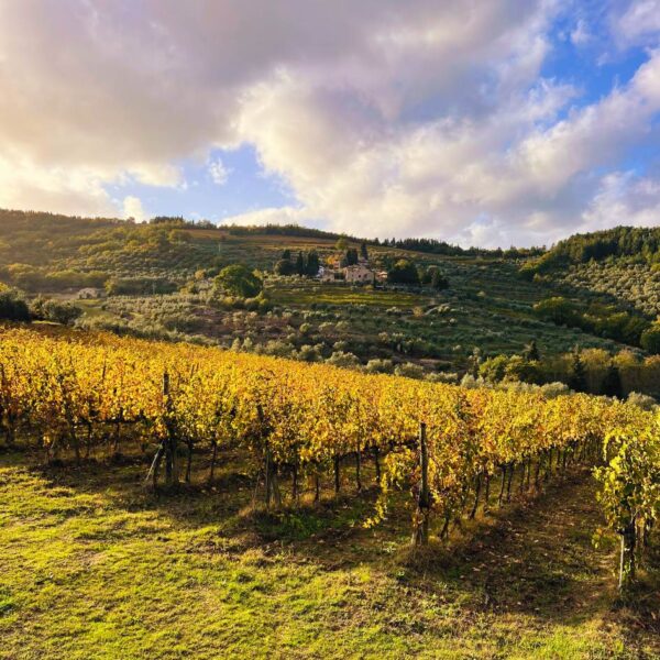 Montefioralle Wine Trek - immagine 3