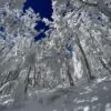 ciaspolata sul monte falco #2 - immagine 4