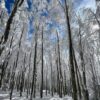 ciaspolata sul monte falco #2 - immagine 5