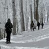 ciaspolata sul monte falco #2 - immagine 3