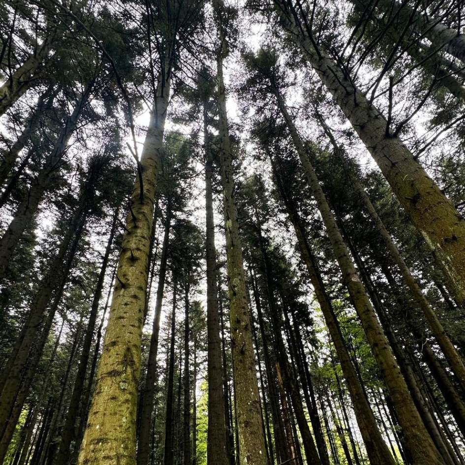 la via degli dèi - immagine 23