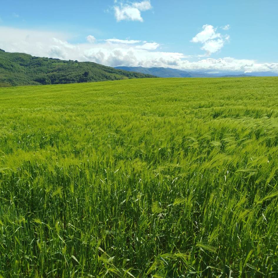 la via degli dèi - immagine 6