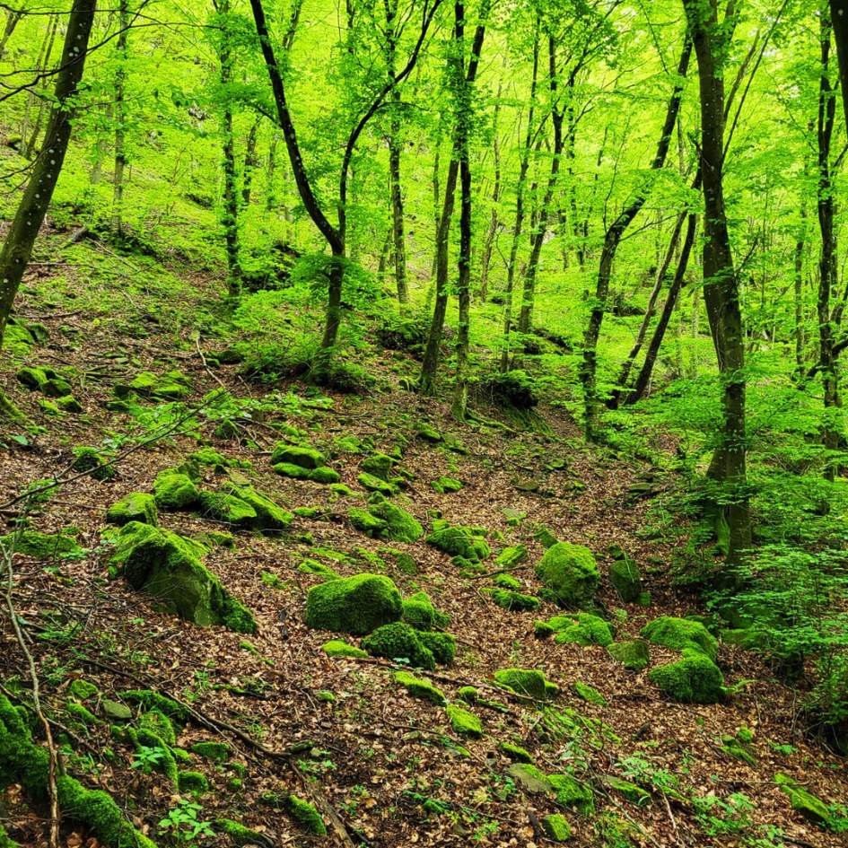 la via degli dèi - immagine 24