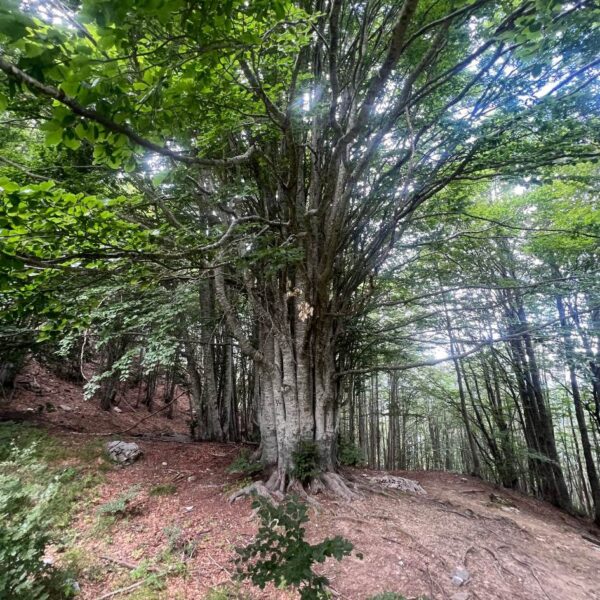 La Regina delle Apuane - immagine 4