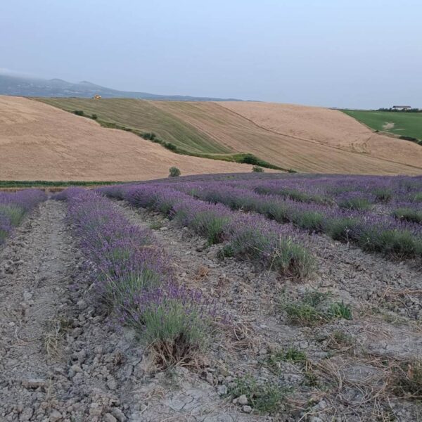 Tramonto nei Campi di Lavanda - immagine 3