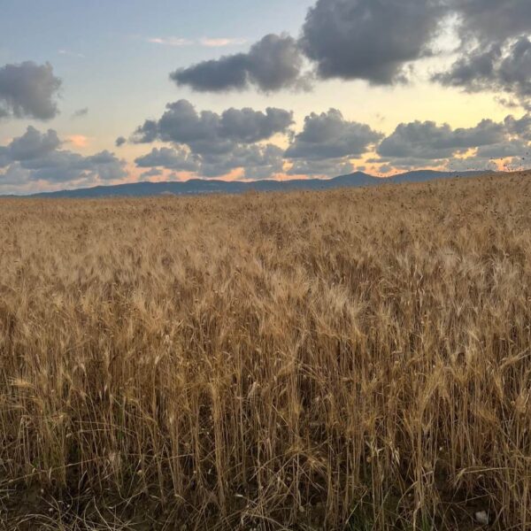 Tramonto nei Campi di Lavanda - immagine 4