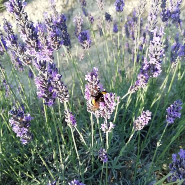 Tramonto nei Campi di Lavanda - immagine 6