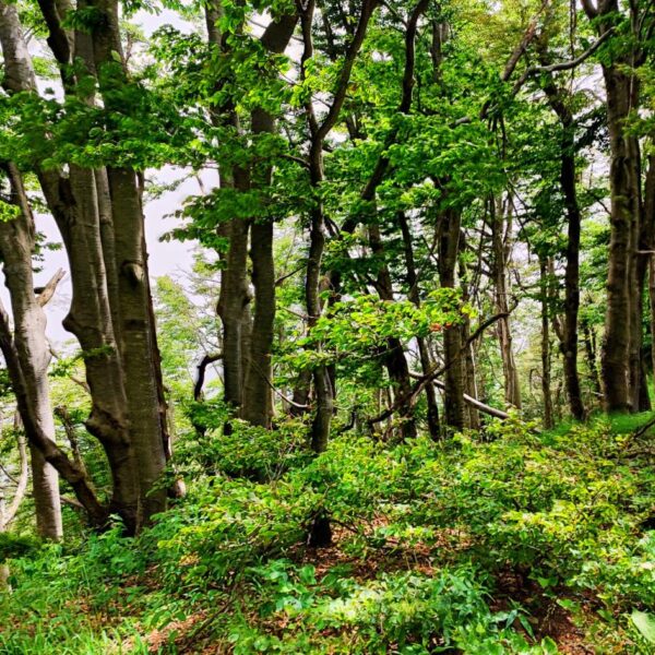 Nel Cuore delle Foreste Centenarie - immagine 2