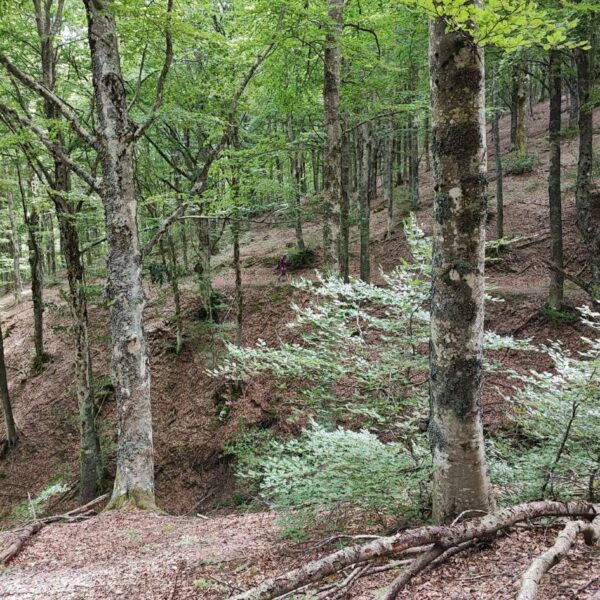 Nel Cuore delle Foreste Centenarie - immagine 4