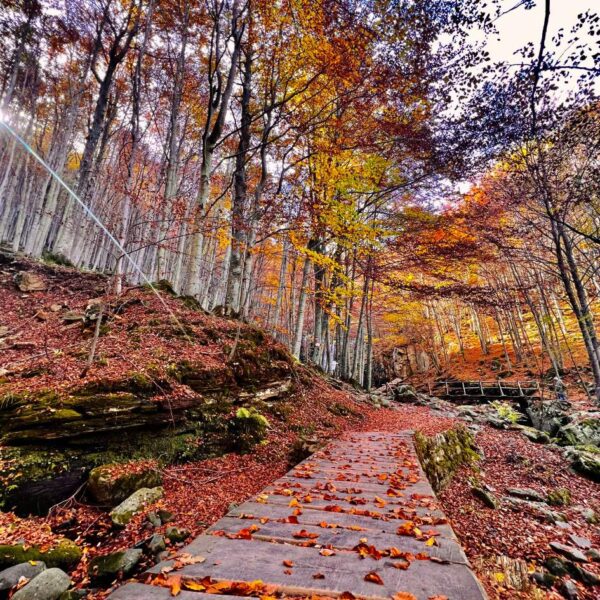 Foliage alle Cascate del Dardagna - immagine 5