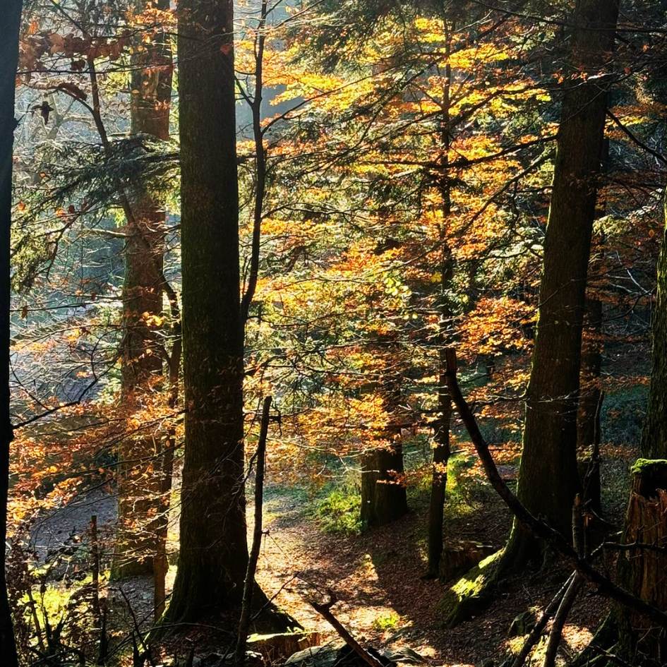 Foliage nel cuore segreto della Foresta - immagine 2