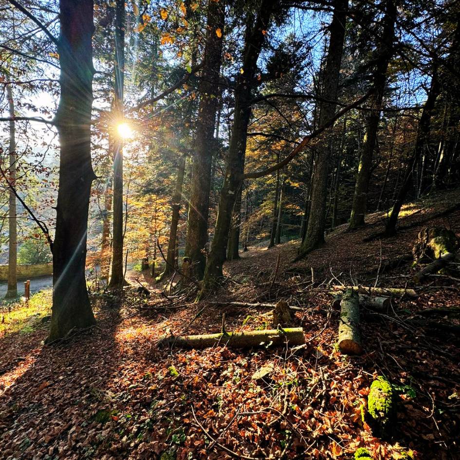 Foliage nel cuore segreto della Foresta - immagine 4