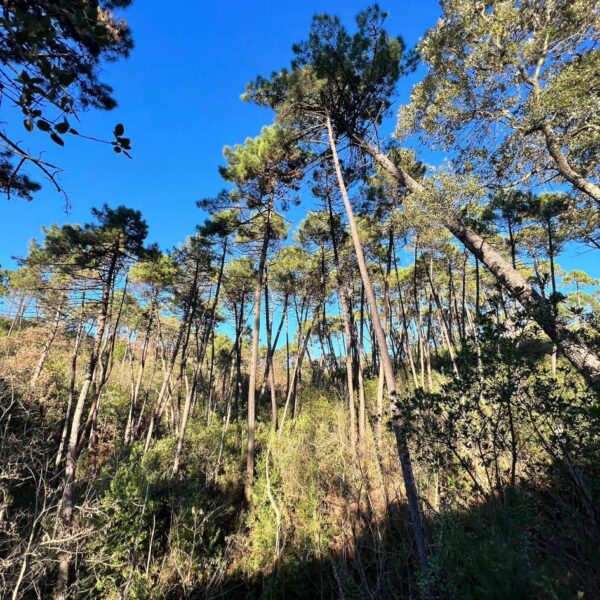 Avventura alla Quercia delle Streghe - immagine 5