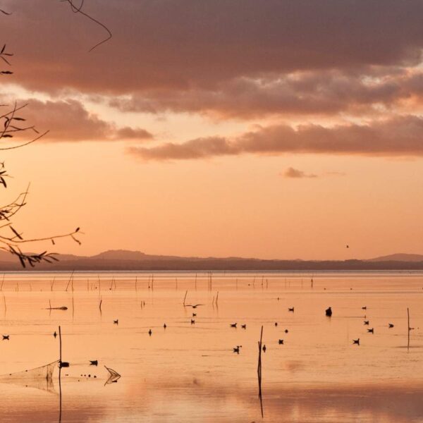 Emozioni sotto l'Albero sul Lago - immagine 10