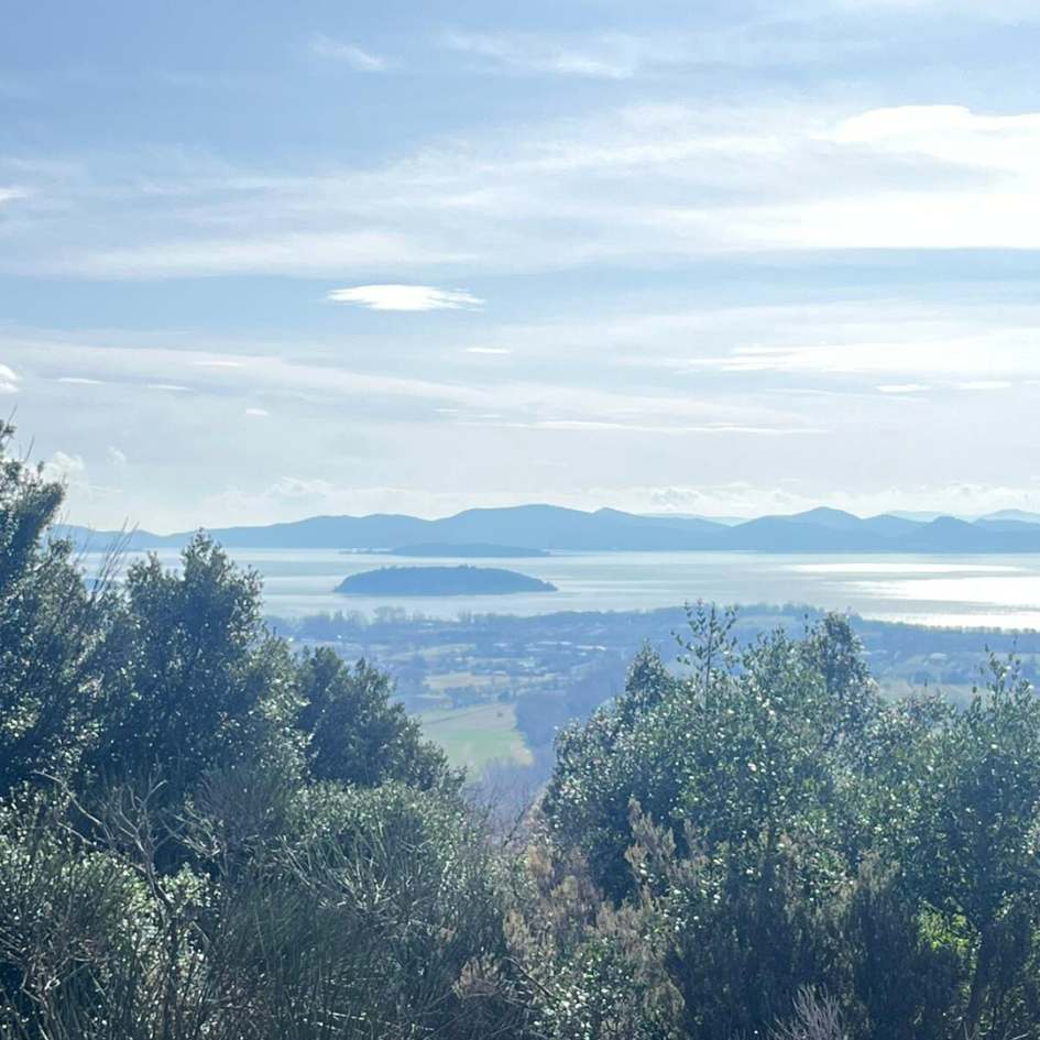 Emozioni sotto l'Albero sul Lago - immagine 16
