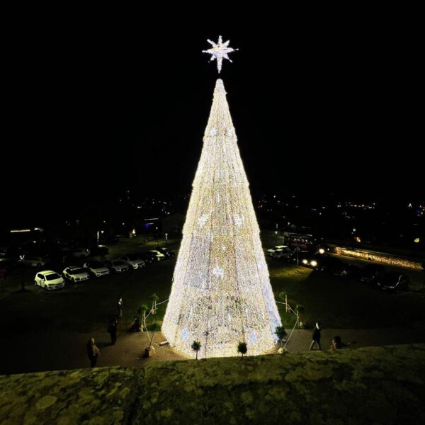 Emozioni sotto l'Albero sul Lago - immagine 4