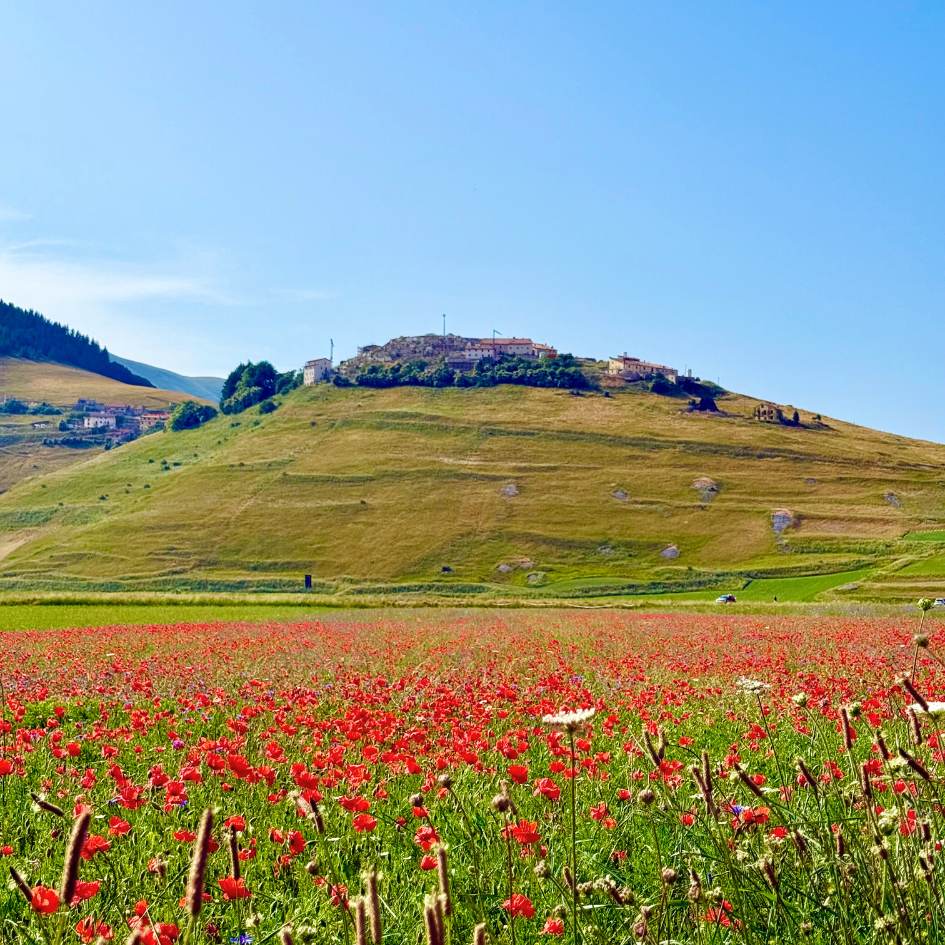 FIORITURE A CASTELLUCCIO E il MONTE VETTORE - immagine 5