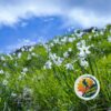 Fioritura delle Giunchiglie sul Monte Croce