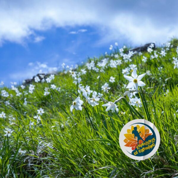 Fioritura delle Giunchiglie sul Monte Croce