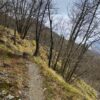 Fioritura delle Giunchiglie sul Monte Croce - immagine 4