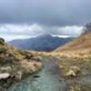 Fioritura delle Giunchiglie sul Monte Croce - immagine 8