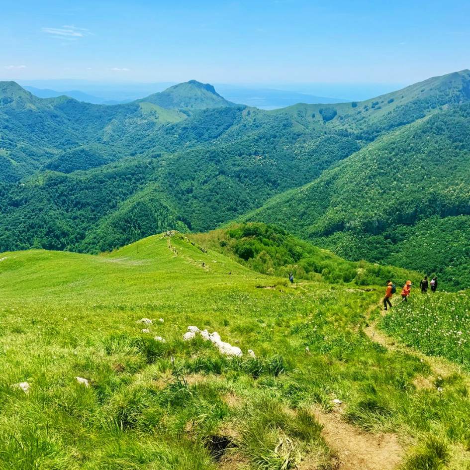Fioritura delle Giunchiglie sul Monte Croce - immagine 4