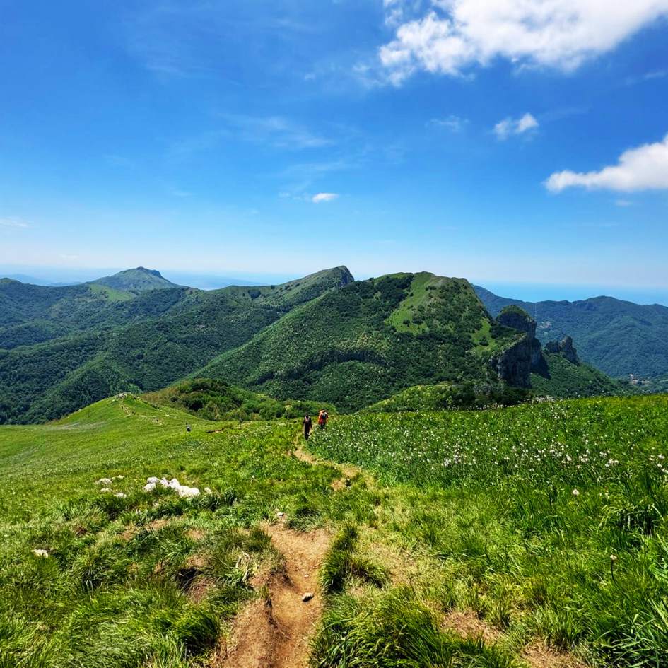 Fioritura delle Giunchiglie sul Monte Croce - immagine 5