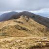 Fioritura delle Giunchiglie sul Monte Croce - immagine 3