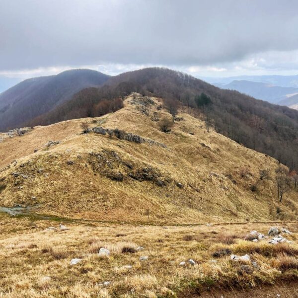 Fioritura delle Giunchiglie sul Monte Croce - immagine 3