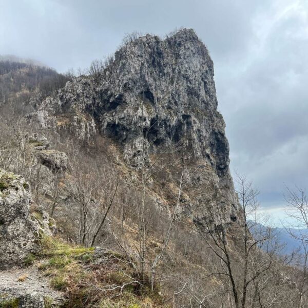 Fioritura delle Giunchiglie sul Monte Croce - immagine 2