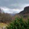Fioritura delle Giunchiglie sul Monte Croce - immagine 5
