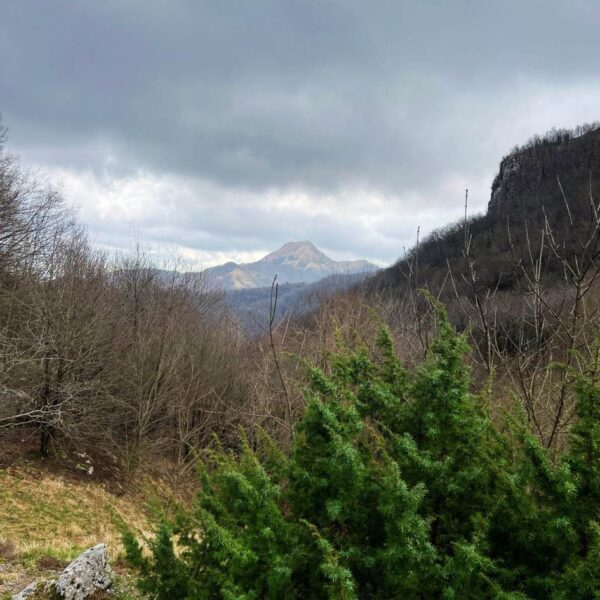 Fioritura delle Giunchiglie sul Monte Croce - immagine 5