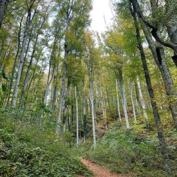 Lucciolata al Bosco delle Fate - immagine 2