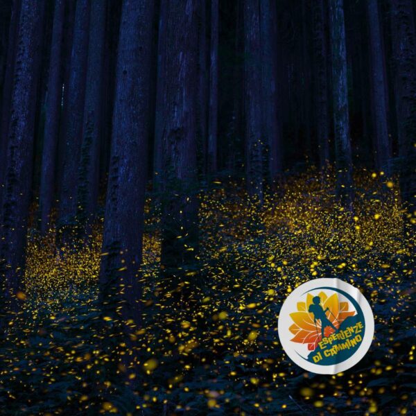 Lucciolata al Bosco delle Fate