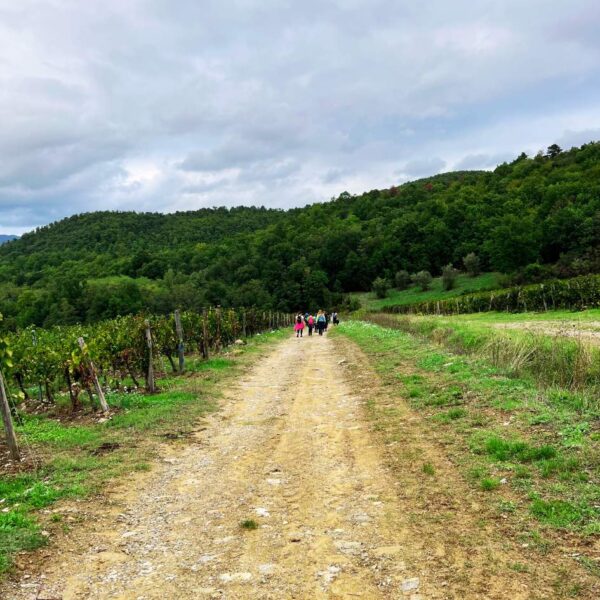 Il Castello di Nipozzano Tra Panorami e Vigne - immagine 7
