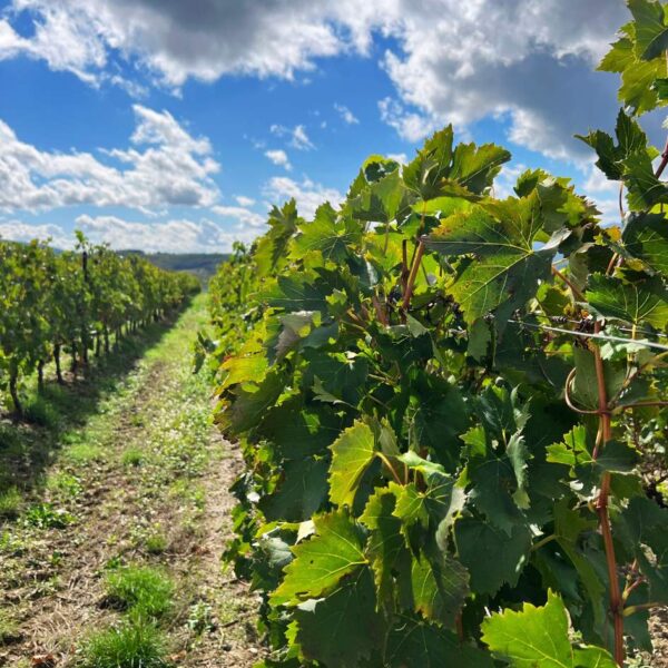 Il Castello di Nipozzano Tra Panorami e Vigne - immagine 4