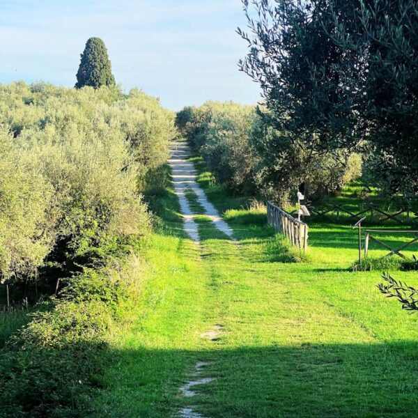 Golden Hour sul Lago Trasimeno - immagine 3
