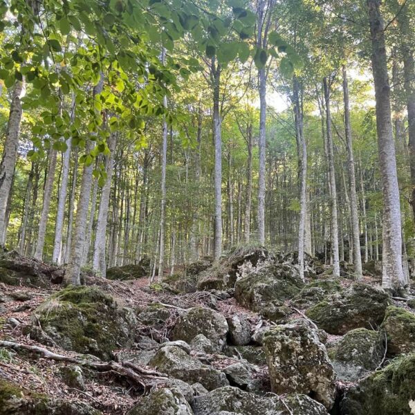 Tra Faggete Dorate e Panorami dell'Amiata - immagine 7