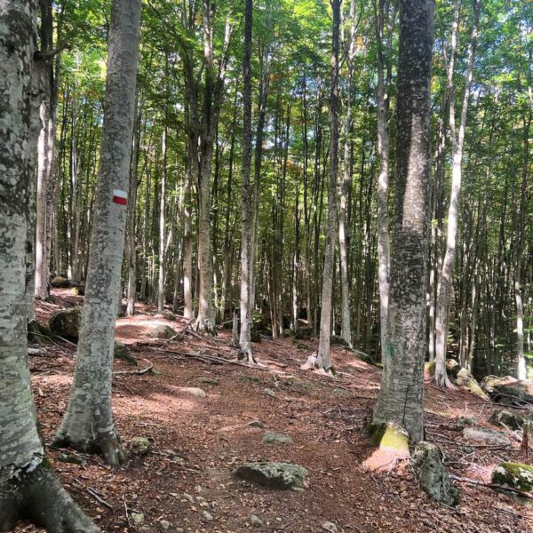 Tra Faggete Dorate e Panorami dell'Amiata - immagine 11